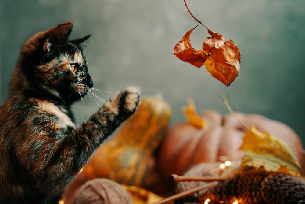 Cat with pumpkins and leaves