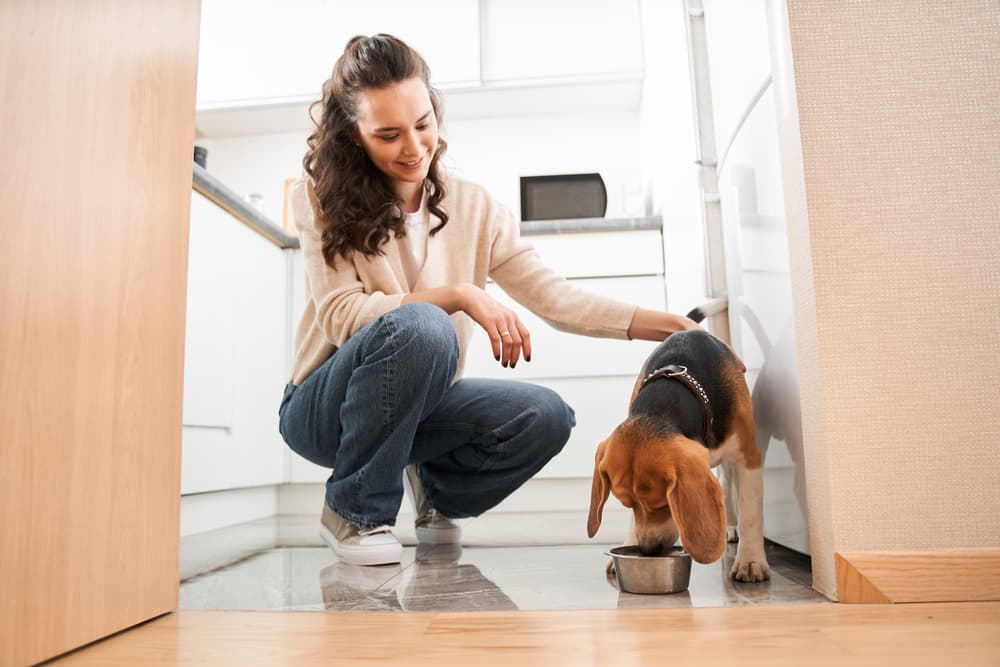 Vitamins and Minerals Required in Dog Nutrition
