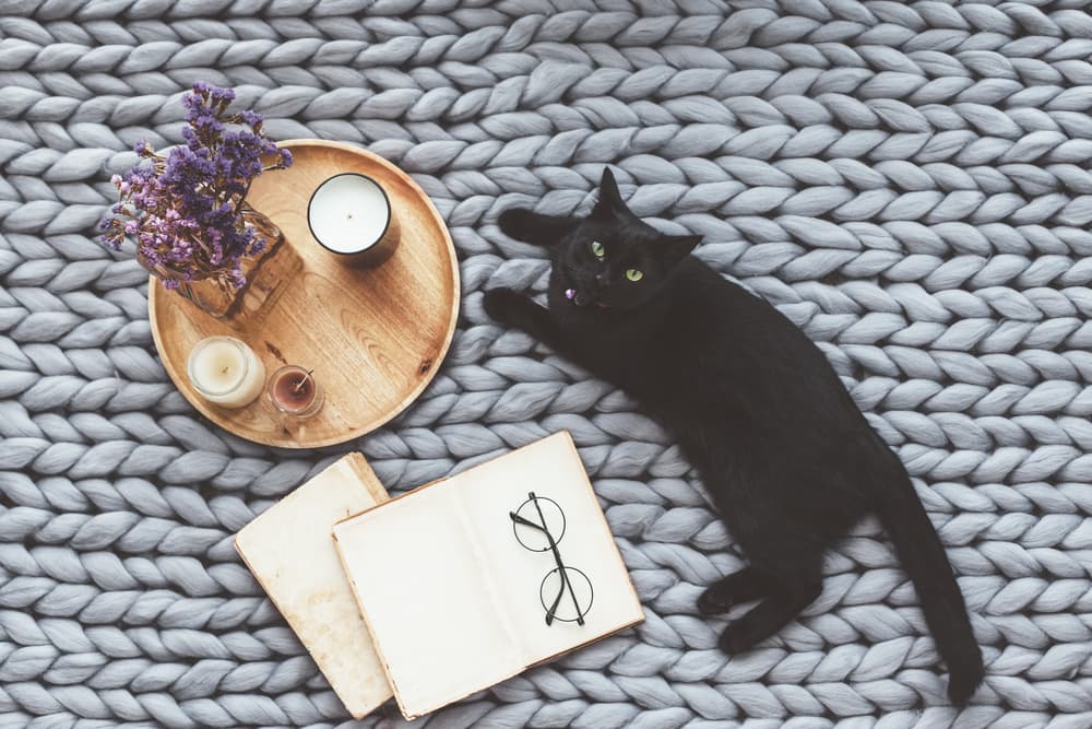 Black cat on bed