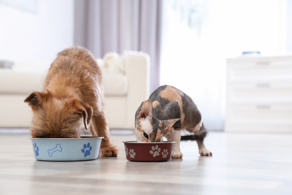 Benefits of Brewer’s Yeast for Dogs and Cats