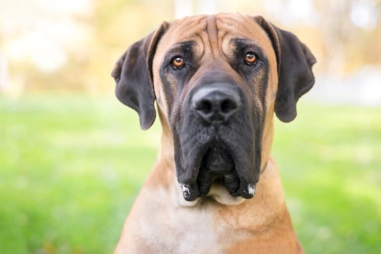Dog with jowls