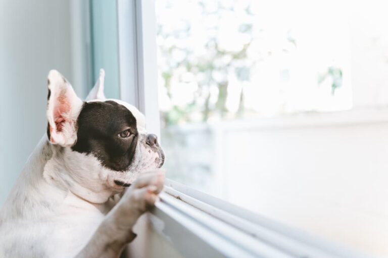 lonely French Bulldog looking out window