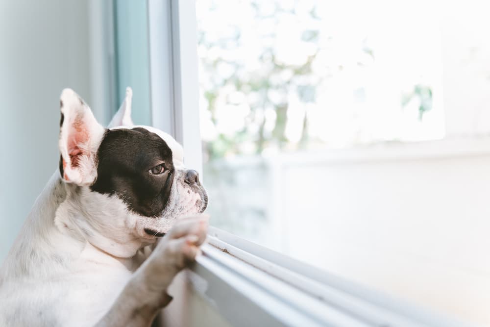 12 Ways to Help Pets Adjust to Being Home Alone