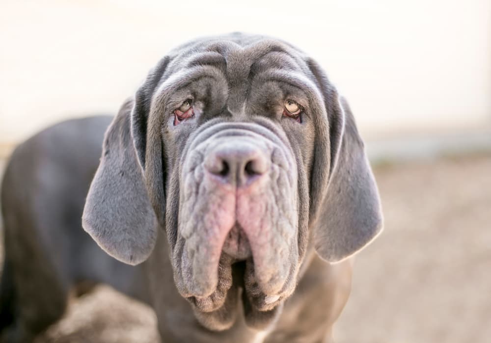 Gray dog with jowls