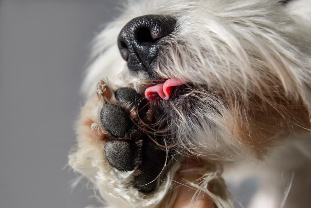 Dog licking wound on paw
