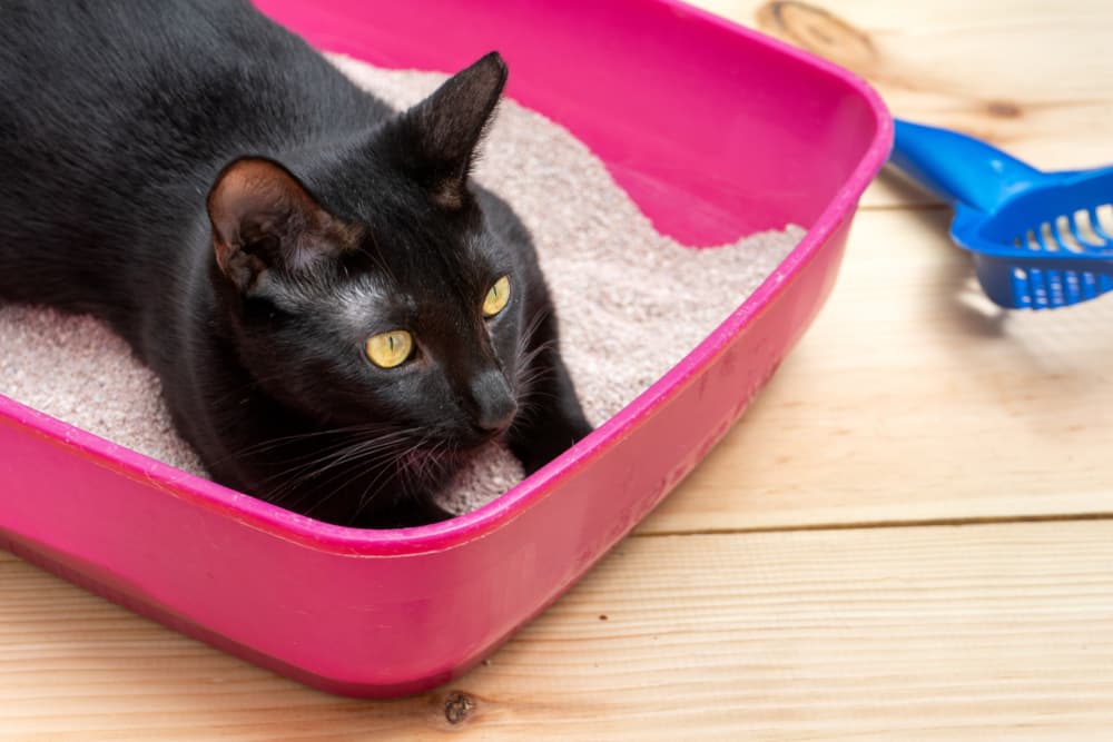 Cat in litter box