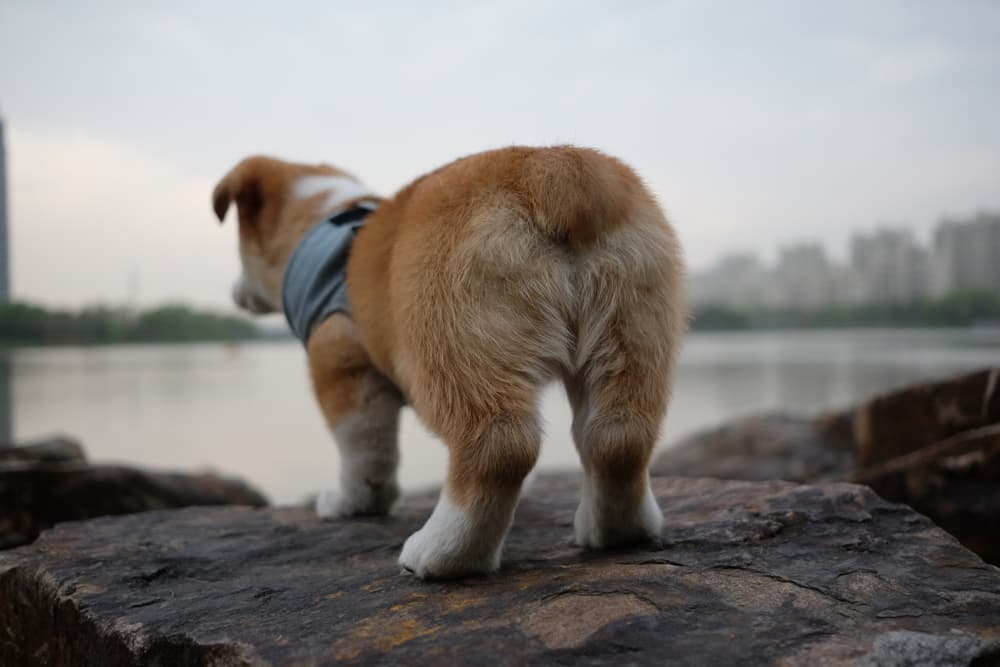 Dog looking out at water