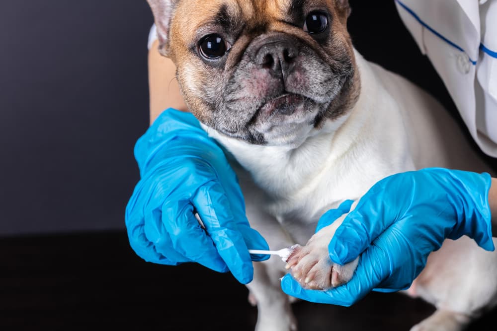 Putting ointment on a dog