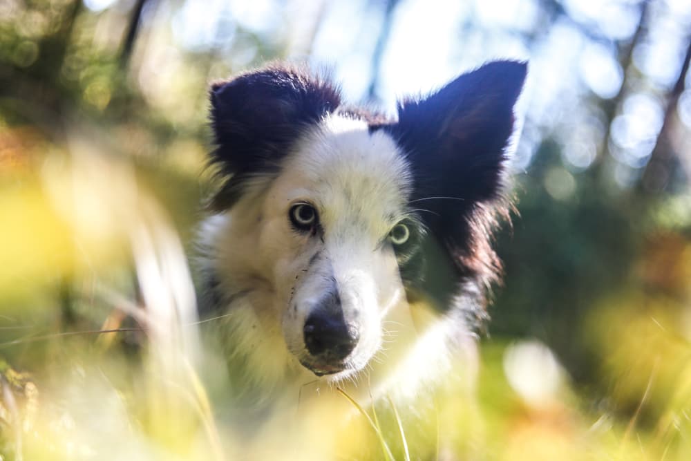 Dog hiding in grass