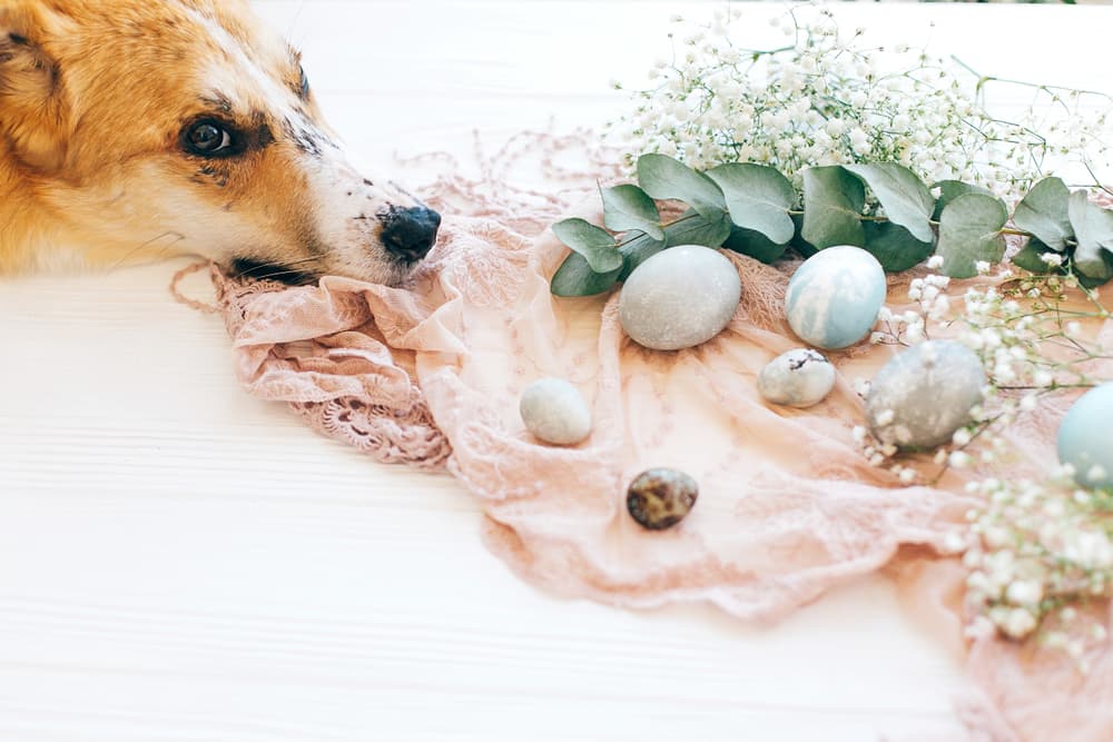 Eucalyptus Oil for Dogs: Is It Safe?