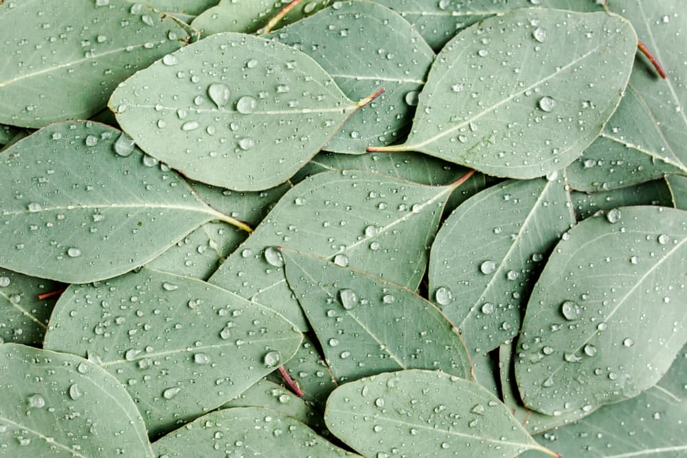 Eucalyptus leaves