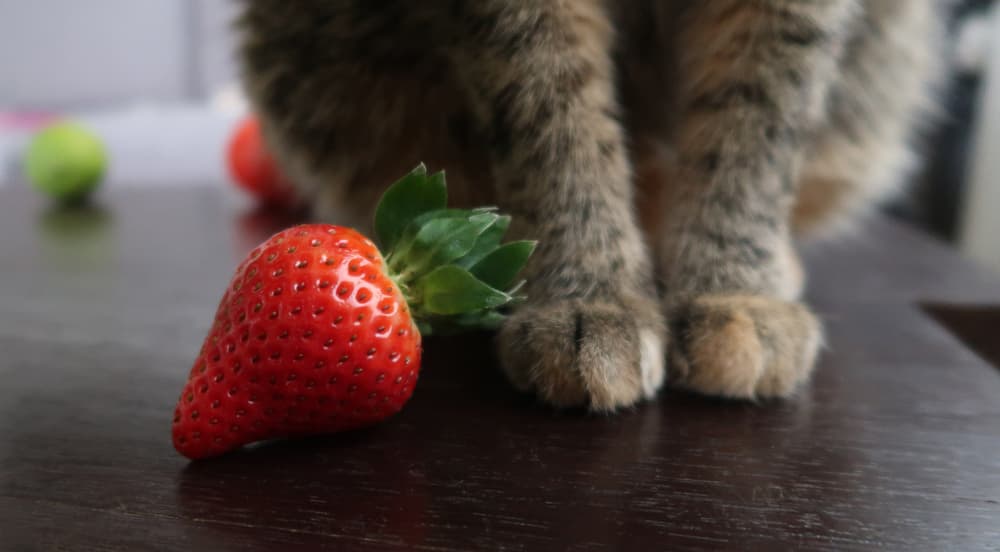 Strawberry next to cat's paws