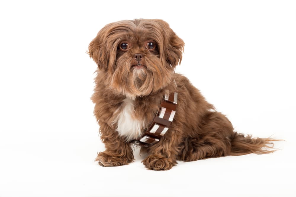 Dog looks like an Ewok