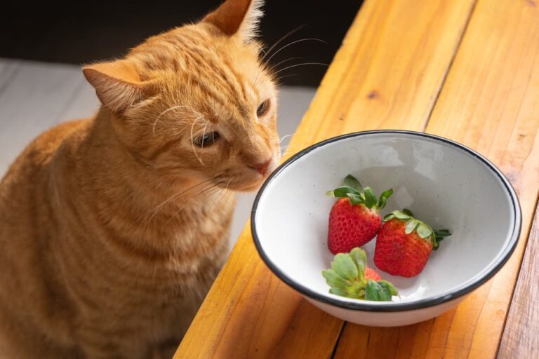 cat looking at bowl of strawberries