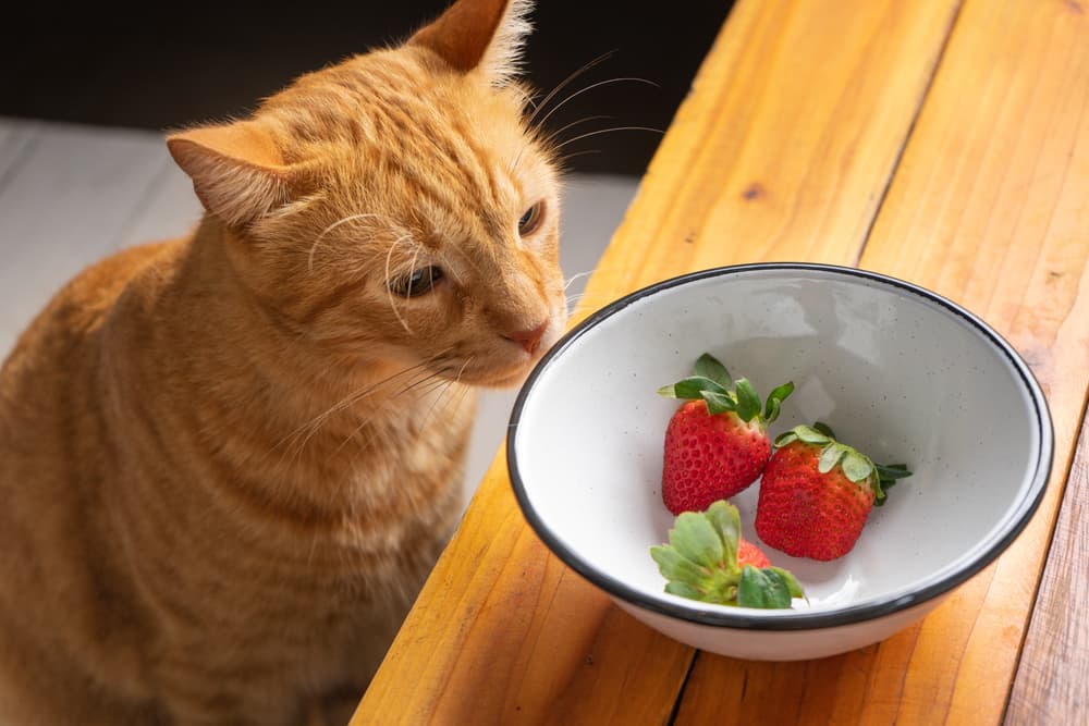 Can Cats Eat Strawberries?