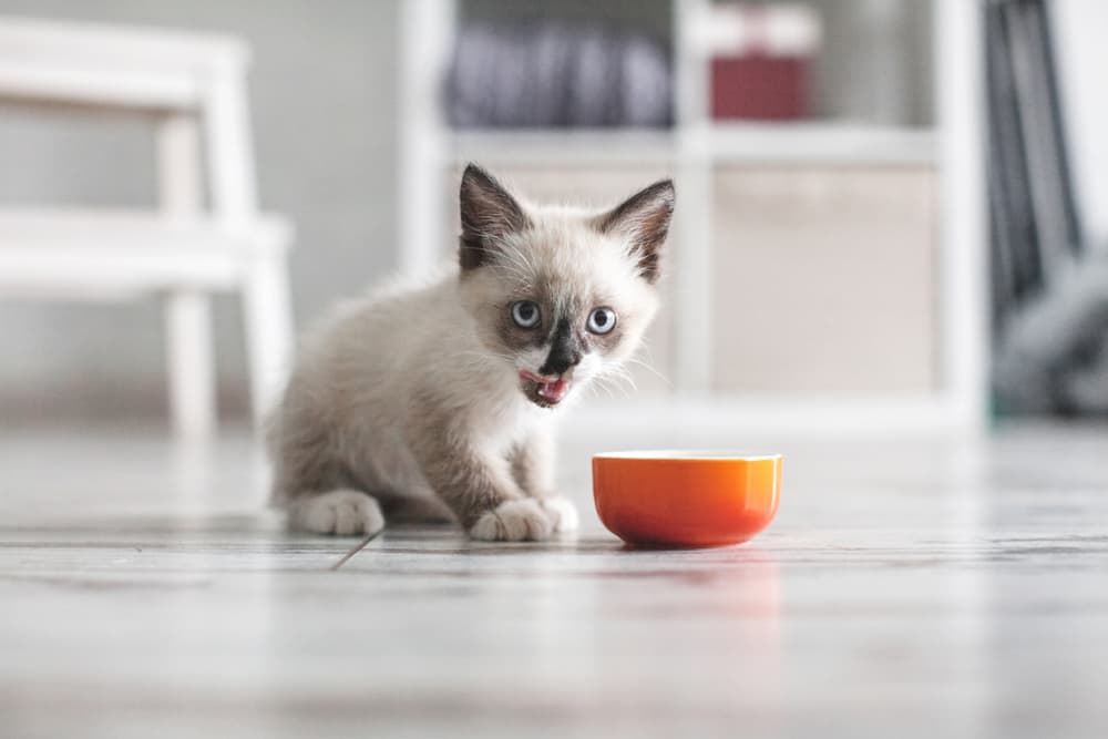 Kitten meowing near food bowl