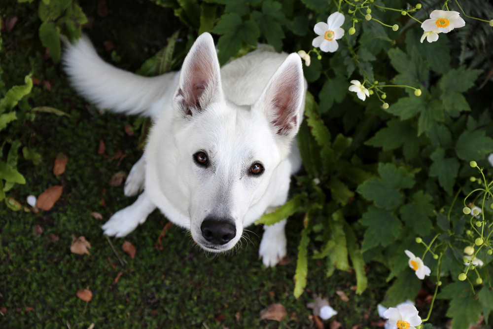 Unique white dog with flowers