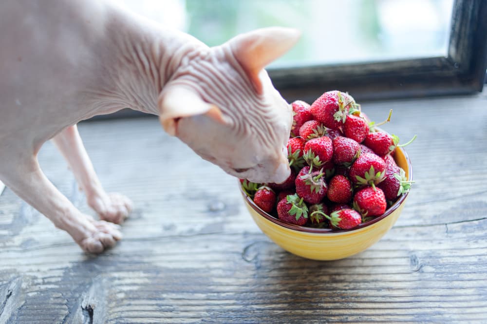 Hairless cat sniffing bowl of strawberries