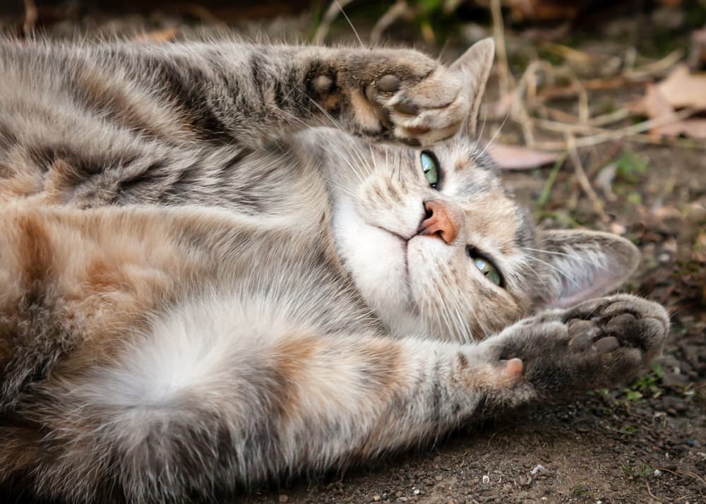 Grey cat lying in dirt