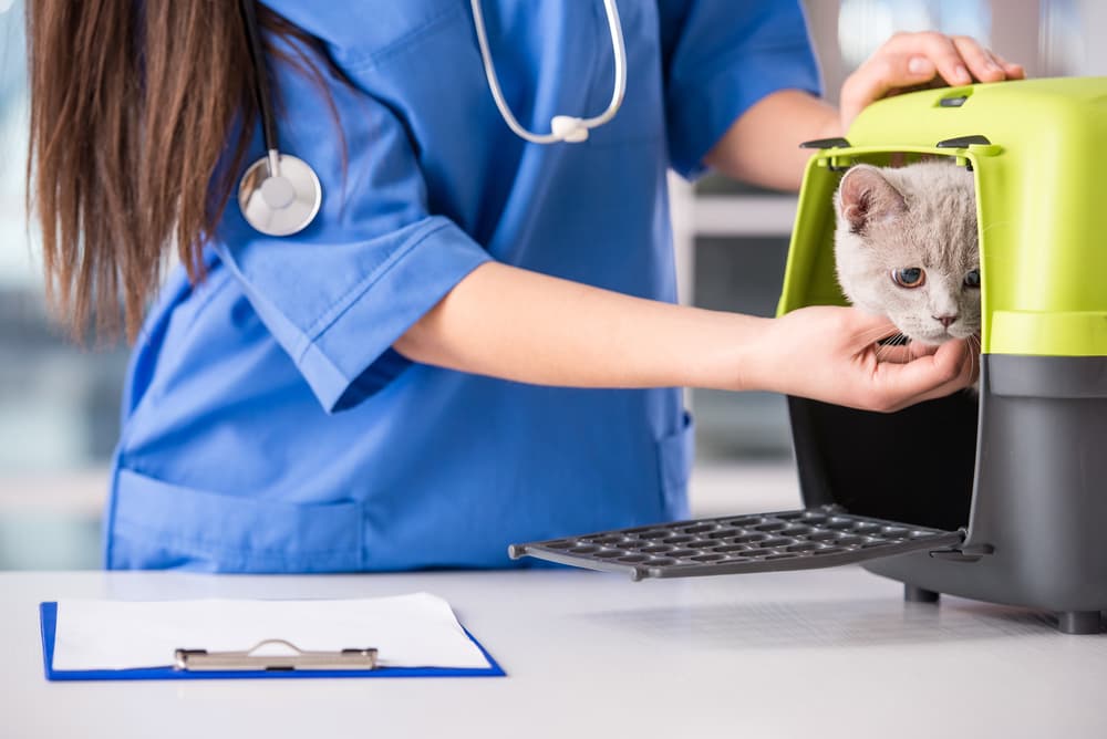 Cat in carrier at the vet