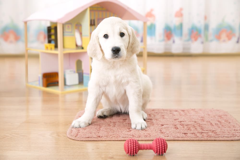 Puppy scooting on carpet