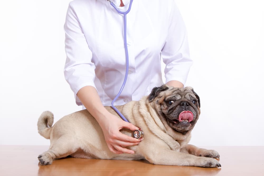 Theophylline for Dogs