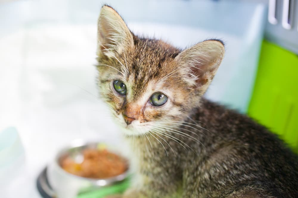 Kitten looking at camera with food bowl