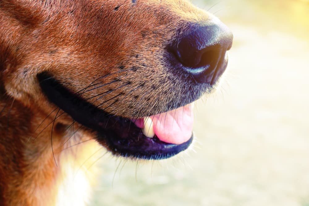 Dog with open mouth breathing