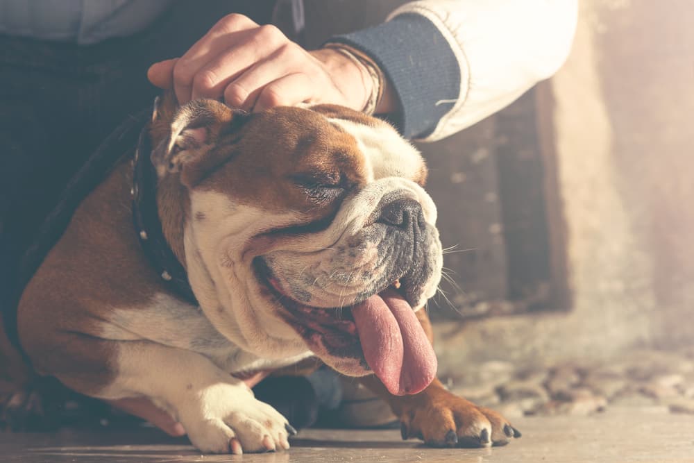 Happy bulldog being petted