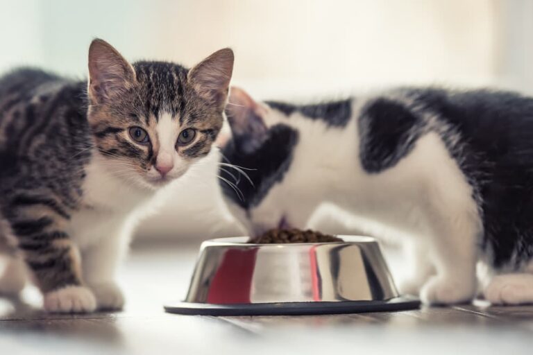 Kittens eating food from bowl