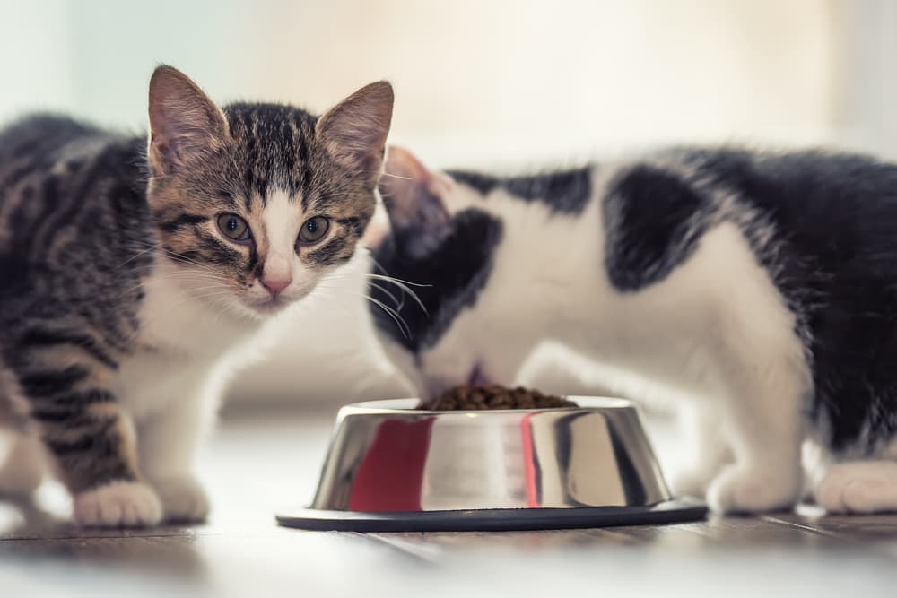 What Do Kittens Eat? What Do Kittens Eat?