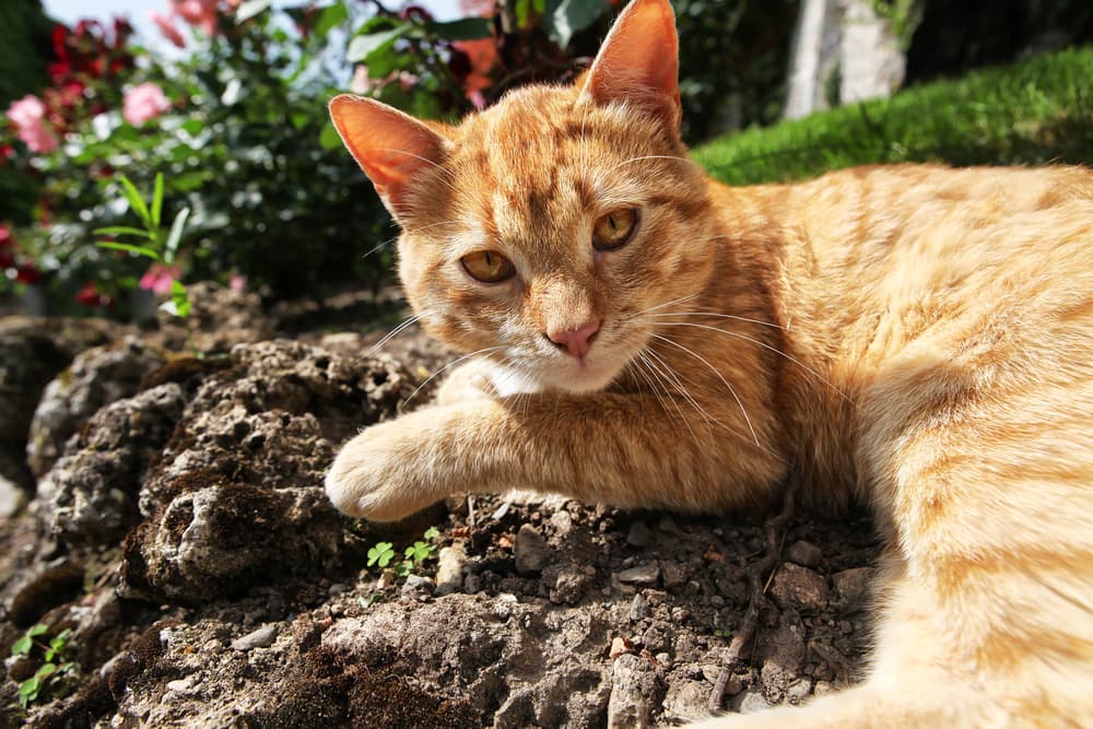 Why Do Cats Roll in Dirt?