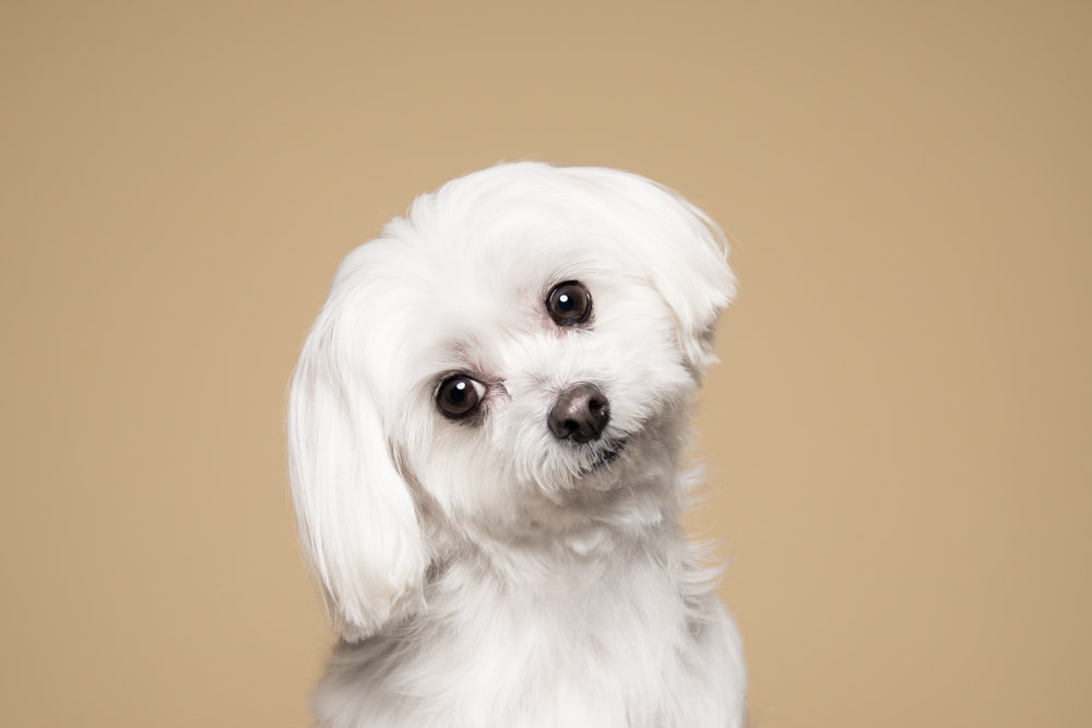 Cute white dog tan background