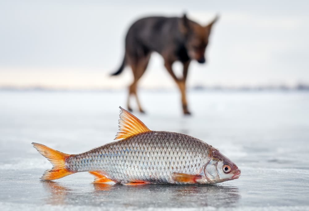 salmon on ice with dog in background