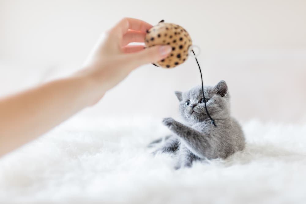 Cat playing with ball and string