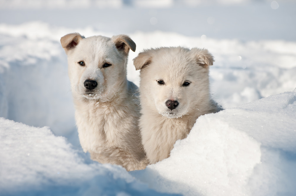 Two white dogs in the snow