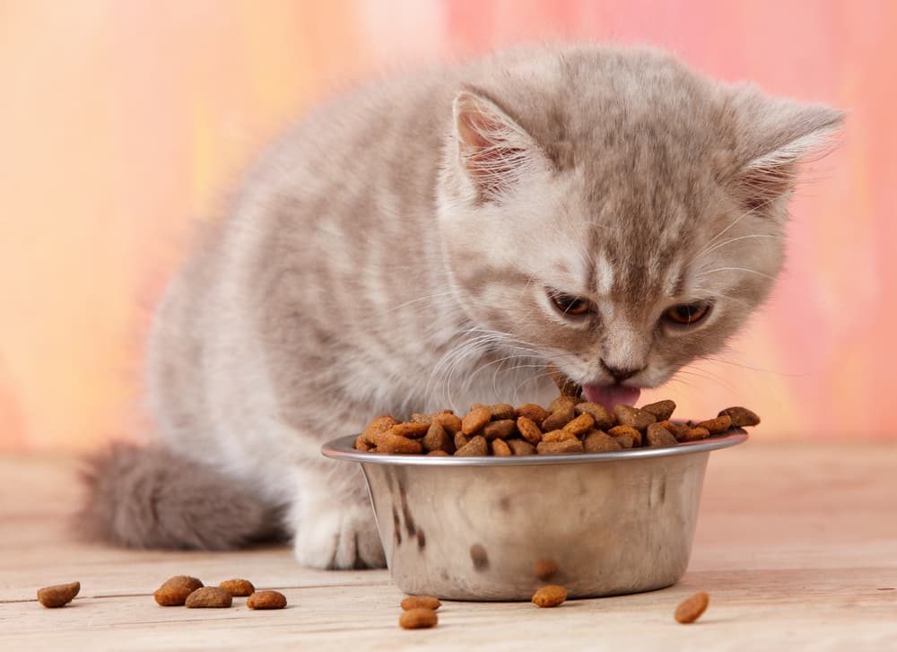 Kitten eating adult cat food