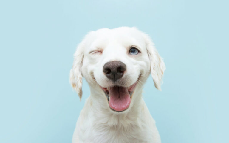 white dog blue background