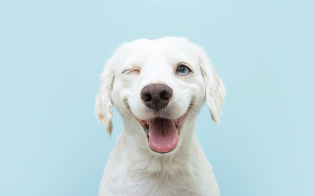 170 White Dog Names for Snow-Colored Pups
