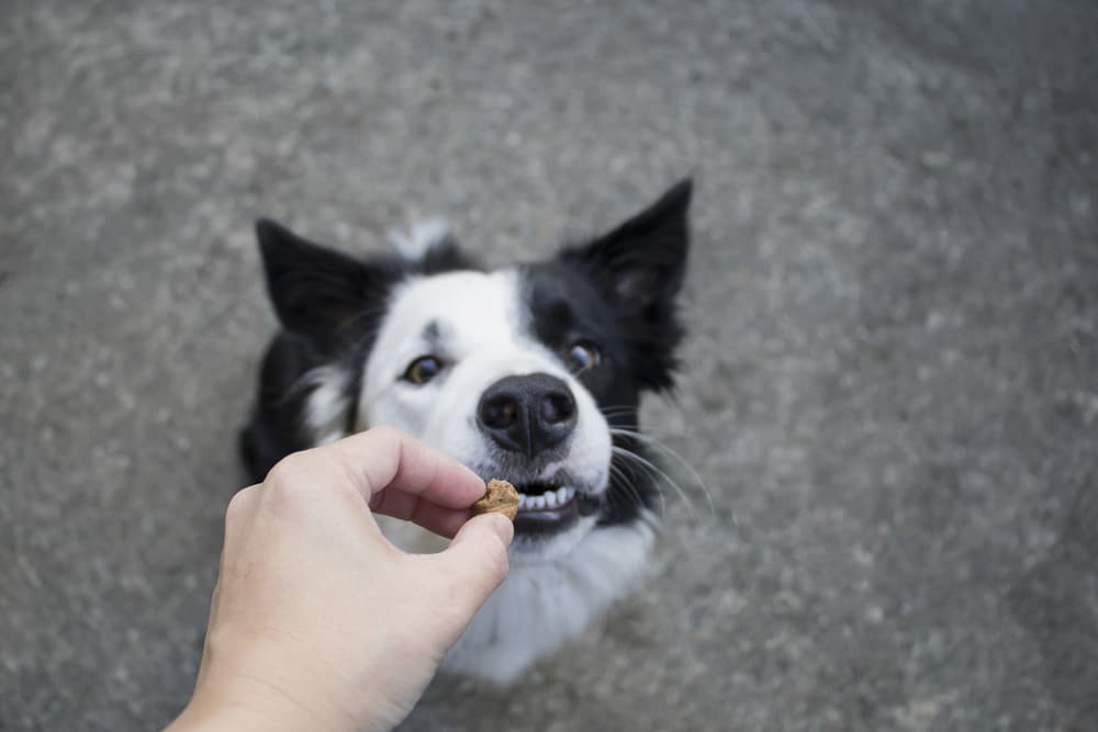 dog eating soft chew