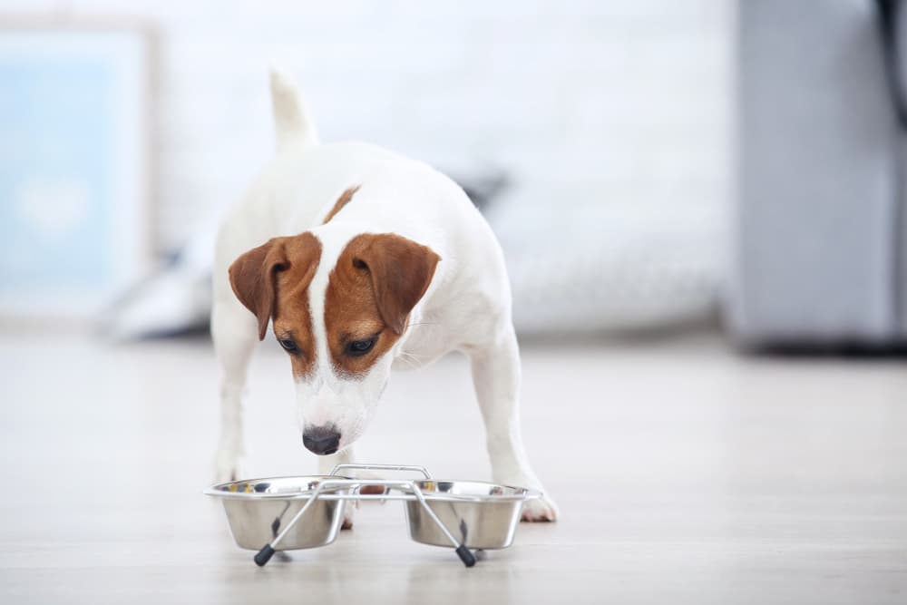 Digestive Enzymes For Dogs
