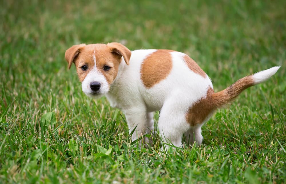 Puppy outside going to the bathroom