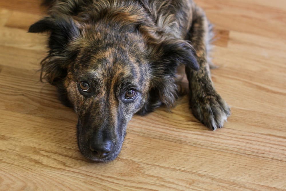 Sick dog lying on floor