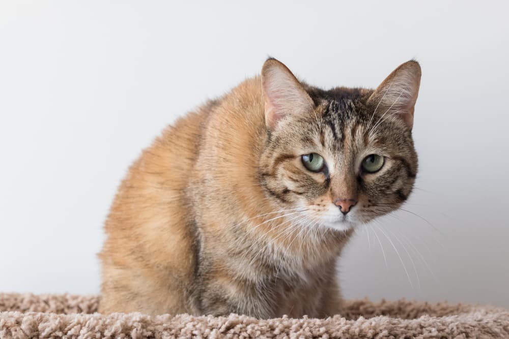 Cat looking fearful and crouching