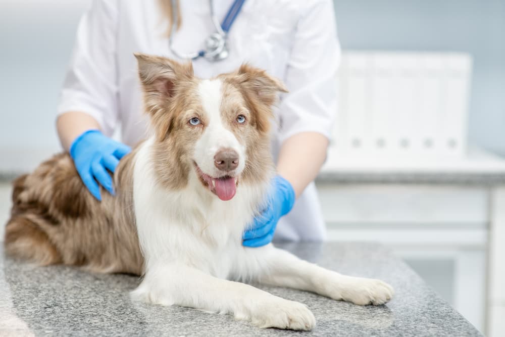 Dog being evaluated by veterinarian