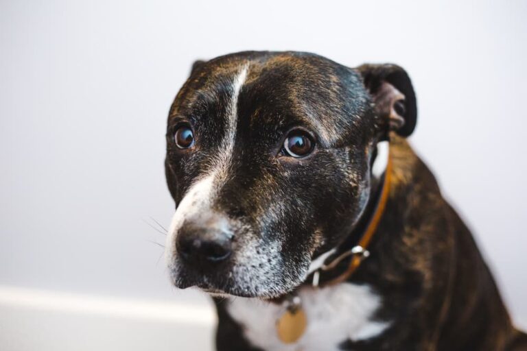 Anxious dog with stress colitis