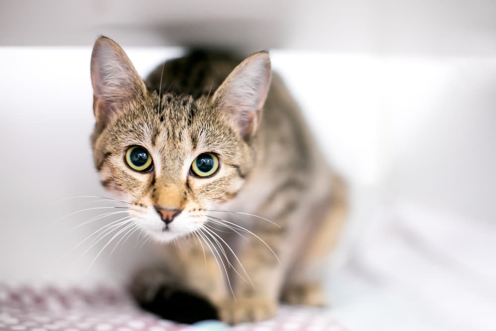 Cat Crouching: Why They Do It