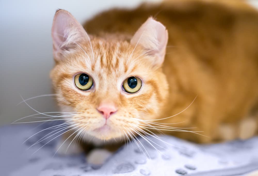Orange cat crouching and nervous