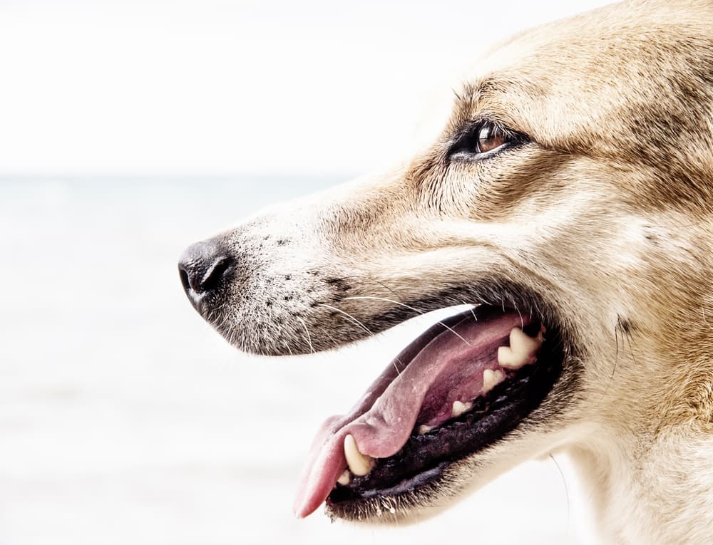 Side profile of dog teeth