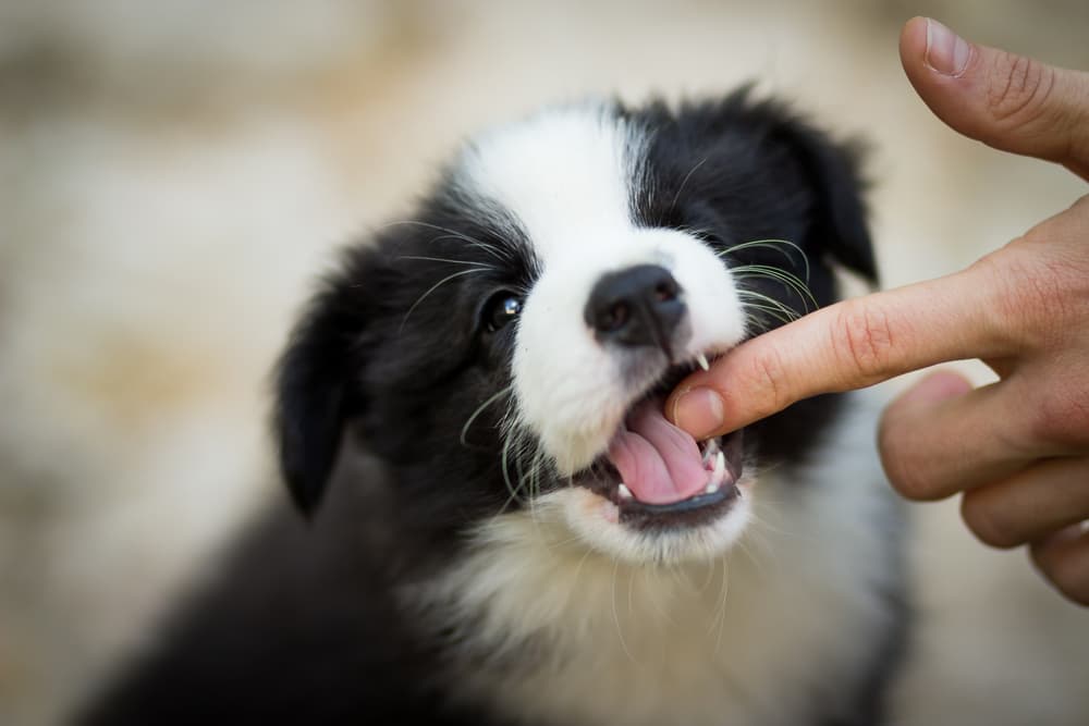 Puppy Temperament Testing: All You Need to Know